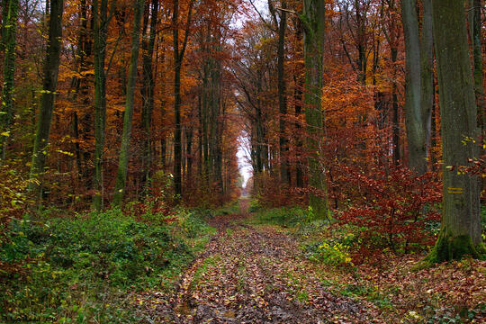 Librairie : la forêt dans tous les rayons0.jpg