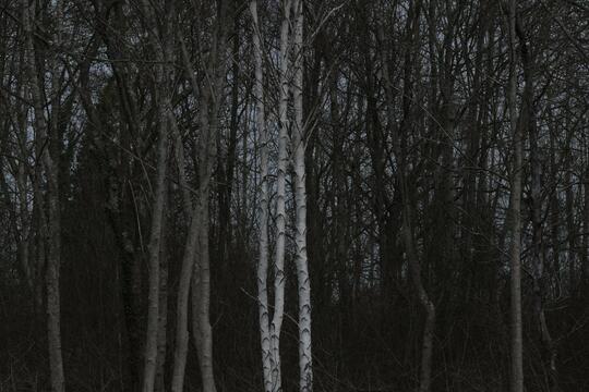 Forets  les livres qui racontent lurgence de preserver nos poumons verts0.jpg