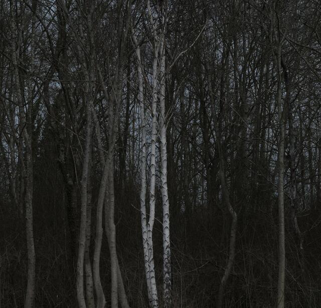 Forets  les livres qui racontent lurgence de preserver nos poumons verts0.jpg
