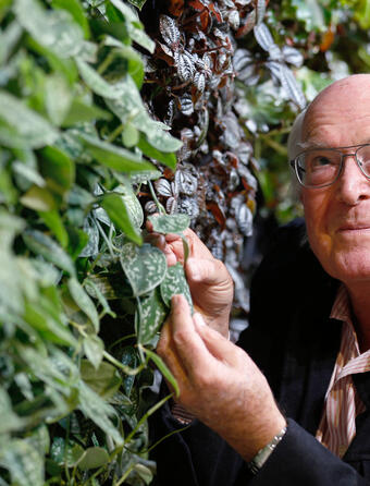 Francis Hallé en 2013