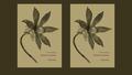 Couverture de l'Herbier de prison de Rosa Luxemburg