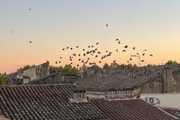 Étourneaux à Uzès pendant le festival Saveurs & Savoirs 2025