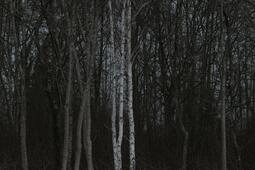 Forets  les livres qui racontent lurgence de preserver nos poumons verts0.jpg