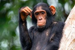 Apprendre des chimpanzes_Bayard_9782227503465.jpg