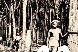 Arbre pleure  recit_Wildproject_9782381141114.jpg