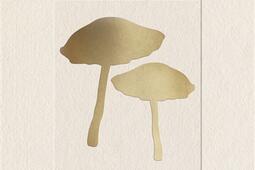 Champignons  eloge du vivant_EPA_9782376714262.jpg
