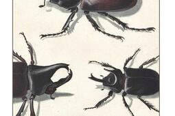 Chasses subtiles_Klincksieck_9782252047996.jpg