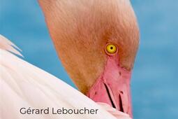 Dans la tete dun oiseau_Humensciences.jpg