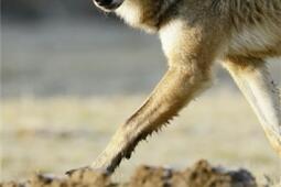 Des loups et des hommes  enquete en France sauva_Plon_9782259268196.jpg