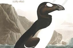 Du temps où les pingouins étaient nombreux... : Jean-Jacques Audubon (1785-1851).jpg