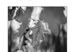 Fugacités : belgitudes en haïkus.jpg