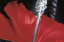 L'hibiscus pourpre.jpg