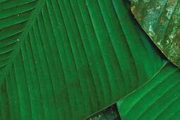 L'université de la forêt : avec les Pygmées Aka.jpg