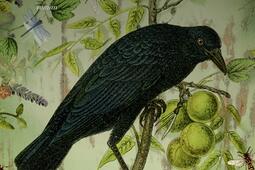 La maison aux sortilèges.jpg