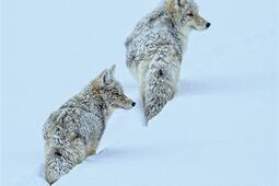 La promesse des chiens_Le Cercle ouvert_9791070210321.jpg
