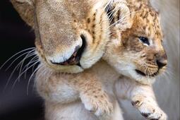 La vie sauvage des bébés animaux.jpg