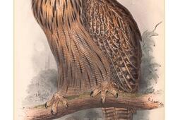 La vie secrete des rapaces nocturnes_Klincksieck_9782252047415.jpg