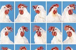 Le chant du poulet sous vide_Gallimard_9782072936845.jpg