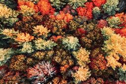 Le goût de l'automne.jpg