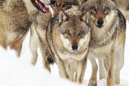 Le gout des loups_Mercure de France_9782715265974.jpg