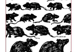 Le rat  frere des lisieres_Klincksieck_9782252047989.jpg