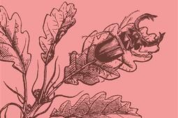 Le scarabee volant_Lattes_9782709676410.jpg