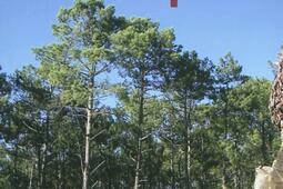 Lodeur des pins_Lucien Souny_9782848863085.jpg