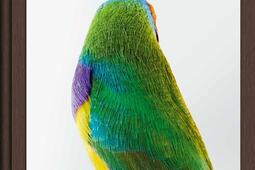 Modele animal 200 ans de photographie_Textuel_9782386291715.jpg