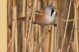 Observons nos oiseaux dans leur biotope.jpg