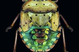 Petites betes en tres gros_Milan jeunesse_9782408046941.jpg